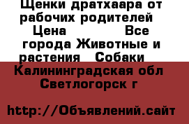 Щенки дратхаара от рабочих родителей › Цена ­ 22 000 - Все города Животные и растения » Собаки   . Калининградская обл.,Светлогорск г.